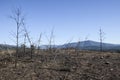 Charred landscape with some young pine trees standing Royalty Free Stock Photo