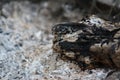 The charred log in the ash Royalty Free Stock Photo