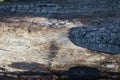 Charred log detail background blackened by a forest fire Royalty Free Stock Photo