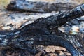 A charred piece of wood with a blurred background