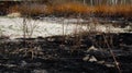 Charred plants after a spring fire. Black surface of the rural field with a burned grass. Effects of grass fire on soils. Royalty Free Stock Photo