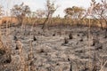 Charred Remains of a Wildfire