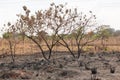 Charred Remains of a Wildfire