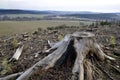 charred stump on top of the hill