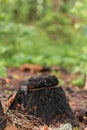 A Charred Stump Was Left From A Large Old Tree In A Wild Forest. T