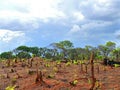 Charred stumps. Africa, Mozambique.