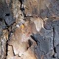 Charred Tree Bark. Royalty Free Stock Photo