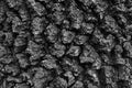 Charred tree bark with rough texture isolated detail Royalty Free Stock Photo