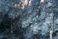 Charred tree bark texture. Royalty Free Stock Photo