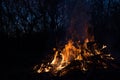 Bonfire burns in the night forest Royalty Free Stock Photo