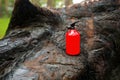 Charred tree stump with a fire extinguisher Royalty Free Stock Photo