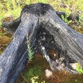 Charred tree stump Royalty Free Stock Photo