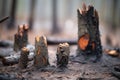 charred tree stumps in aftermath of forest fire
