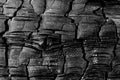 Charred tree trunk close up Royalty Free Stock Photo