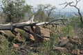 CHARRED TRUNK OF FALLEN TREE AFTER FIRE Royalty Free Stock Photo