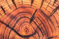 Charred and varnished wood with clearly visible annual growth rings. Cross-section of a cherry tree stump. Wood slice texture Royalty Free Stock Photo