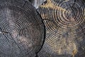 Charred vintage wood burnt log stump slice. Selective focus burnt resinous wood glowing texture of rough surface felled