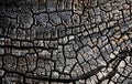 Charred wood Royalty Free Stock Photo