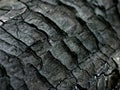 Charred Wood