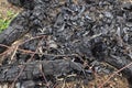 Charred Wood and Ashes in Fire Aftermath for Environmental Studies and Texture Design Royalty Free Stock Photo