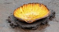 Charred Yellow Scallop Shell on Dark Wet Surface