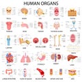 Chart of different Human Organs Royalty Free Stock Photo