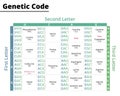 Chart of genetic code. RNA codons to protein synthesis.