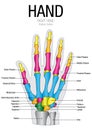 Chart of HAND Posterior Surface with parts name Royalty Free Stock Photo
