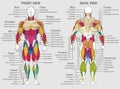 The chart shows the muscles of the human body with their names on a gray background. Vector image Royalty Free Stock Photo