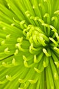 Chartreuse chrysanthemum Royalty Free Stock Photo