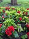 Chartreuse coleus and brilliant red begonias at the Butchart Gardens in Victoria BC Canada