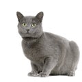 Chartreux