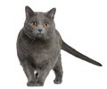 Chartreux (3 years old) Royalty Free Stock Photo
