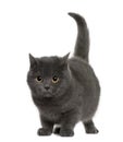 Chartreux (8 months old) Royalty Free Stock Photo