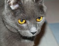 Chartreux