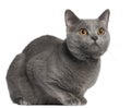 Chartreux cat, 10 months old Royalty Free Stock Photo