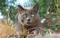 Chartreux cat Royalty Free Stock Photo