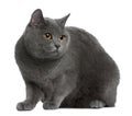 Chartreux cat