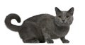 Chartreux cat, 16 months old, sitting