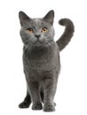 Chartreux cat, 16 months old, standing Royalty Free Stock Photo