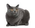 Chartreux cat, 20 months old Royalty Free Stock Photo