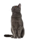 Chartreux cat, 9 months old, sitting Royalty Free Stock Photo