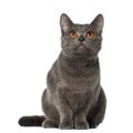 Chartreux cat, 9 months old, sitting Royalty Free Stock Photo