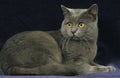 CHARTREUX CAT, ADULT AGAINST BLACK BACKGROUND