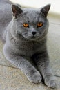 Cool and cute Chartreux cat