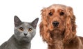 Chartreux cat, 5 months old, and a English Cocker Spaniel, 2 years old Royalty Free Stock Photo
