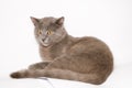 Chartreux cat, 9 months old Royalty Free Stock Photo