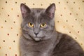 Chartreux cat, 6 months old Royalty Free Stock Photo