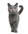 Chartreux cat, 16 months old Royalty Free Stock Photo