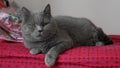 chartreux cat Royalty Free Stock Photo